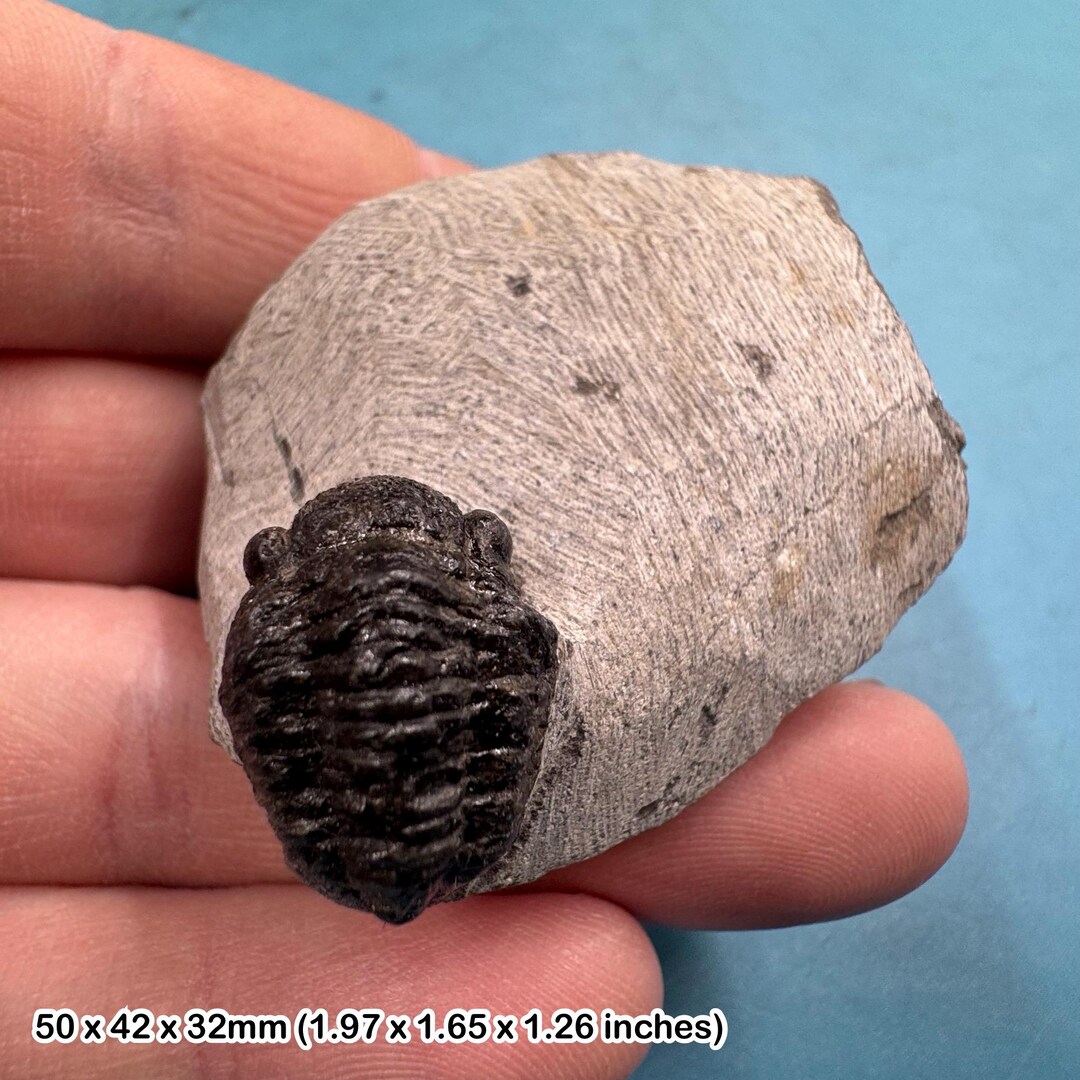 三葉虫モロッコ産⑦ゲラストスGerastos？化石デボン紀 ゲラストス三葉虫化石、モロッコ、デボン紀 - Etsy 日本
