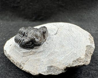 英国産三葉虫オギギヌス化石（部分的オルドビス紀ウェールズ産）展示