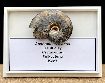 Może przedstawiać: Ciemnoszara i brązowa skamielina amonitu Anahoplites planus w białej prostokątnej ramce. Etykieta zawiera napis: Anahoplites planus, Gault clay, Cretaceous, Folkestone, Kent. Okaz ma wymiary 26 x 18 x 6 mm.