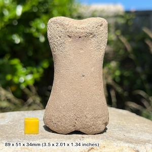 Pleistocene mammal foot bone fossil – genuine ice age specimen – uk origin – authentic prehistoric fossil with coa