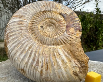 Perisphinctes fossiler Ammonit - Jurazeit, Madagaskar