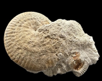 Strigoceras strigifer ammonite fossil jurassic dorset uk sherborne specimen inferior oolite bajocian truellei subzone with certificate
