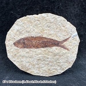 Eocene fish fossil in matrix – genuine prehistoric vertebrate from usa – real fossil fish with certificate of authenticity image 1