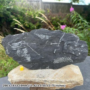 Fossil fern (pecopteris and neuropteris), world famous fossil leaf from pennsylvania, usa, carboniferous