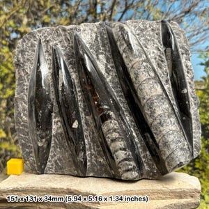 Fossil orthoceras slab in black marble slab worldwide fossils genuine