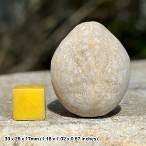 Dendraster echinoid fossil - miocene, indonesia - 100% genuine specimen with coa