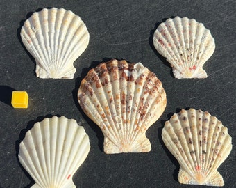 5 x calico fans scallop shells - striking seashell display