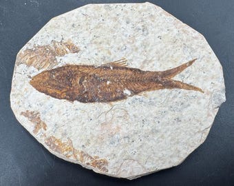 美品】天然魚 化石 ナイティア系 グリーンリバー産 約5000万年前 標本