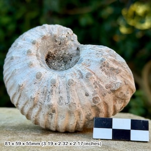 Liparoceras cheltiense ammonite fossil - lower pliensbachian, jurassic, blockley, gloucestershire, uk | 100% genuine specimen + coa