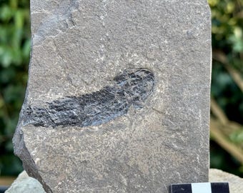 Rare: osteolepis panderi fossil fish – old red sandstone, devonian, thurso, uk