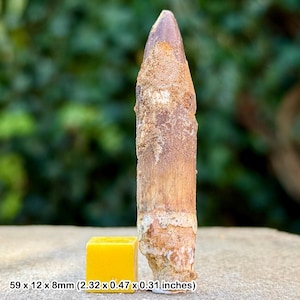 Rebbachisaurus dinosaur tooth fossil | cretaceous kem kem morocco | genuine w/ coa
