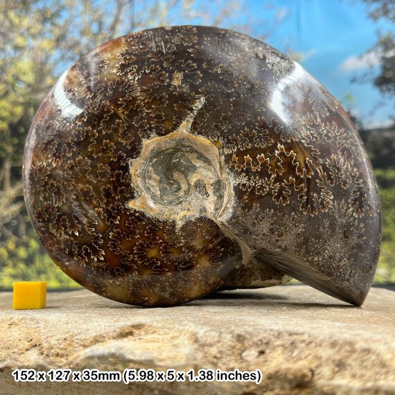 新品マダガスカルのアンモナイト化石　超大　本物希少 貴重品　置物　送料無料 新品マダガスカルのアンモナイト化石 超大 本物希少 貴重品 置物