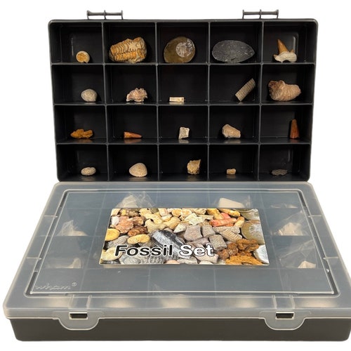Large Fossil Set of 20 Genuine Fossils in Display Box FS9509 Etsy UK