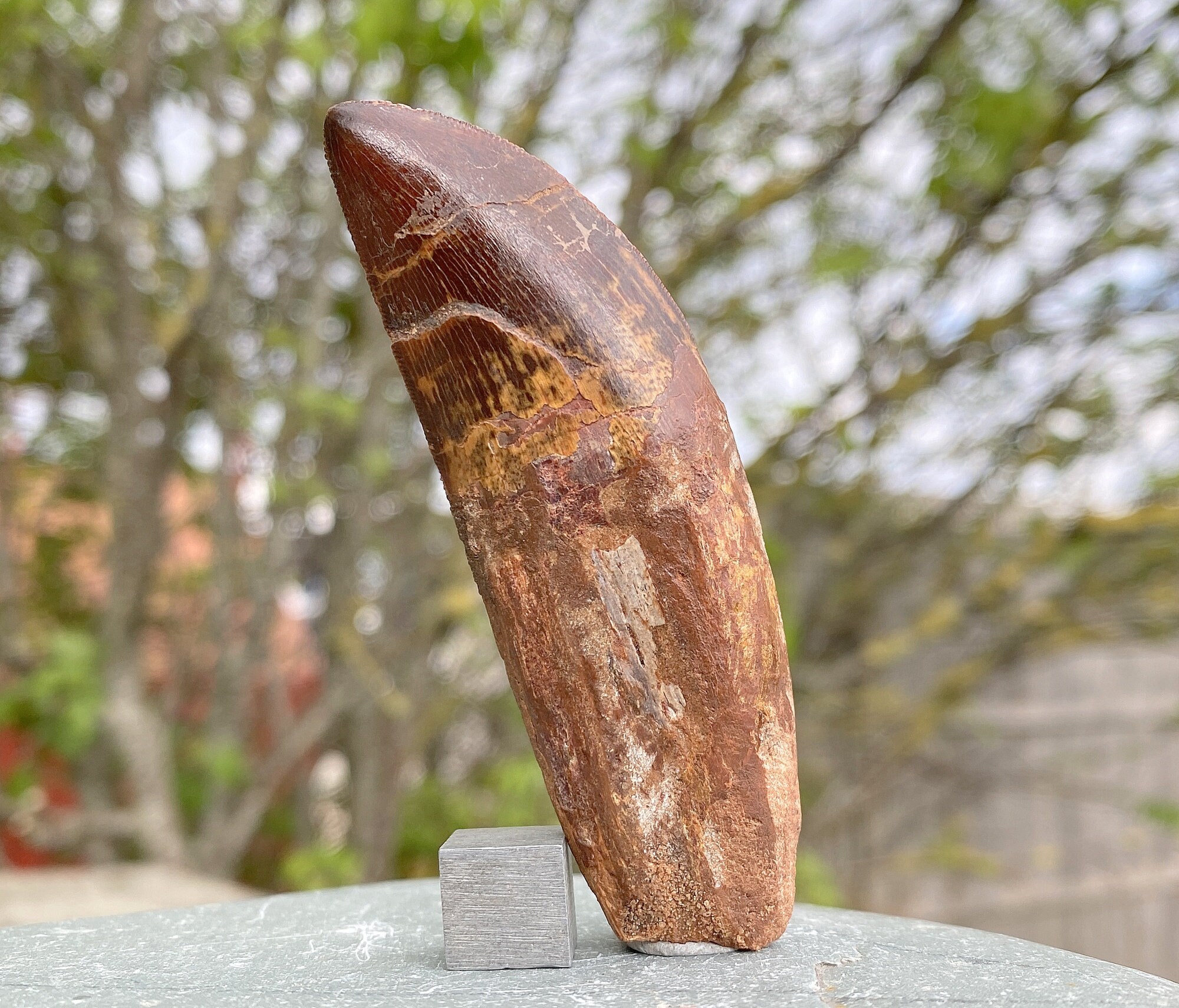 buy dinosaur fossils