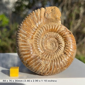 極美品マダガスカルのアンモナイト化石　本物希少 貴重品　置物　インテリア送料無料 極美品マダガスカルのアンモナイト化石 本物希少 貴重品 置物