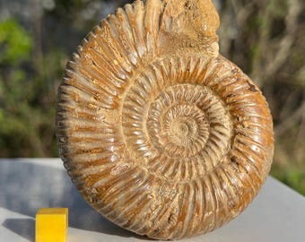 美しい化石アンモナイト、マダガスカルジュラ紀、本物、認定済み