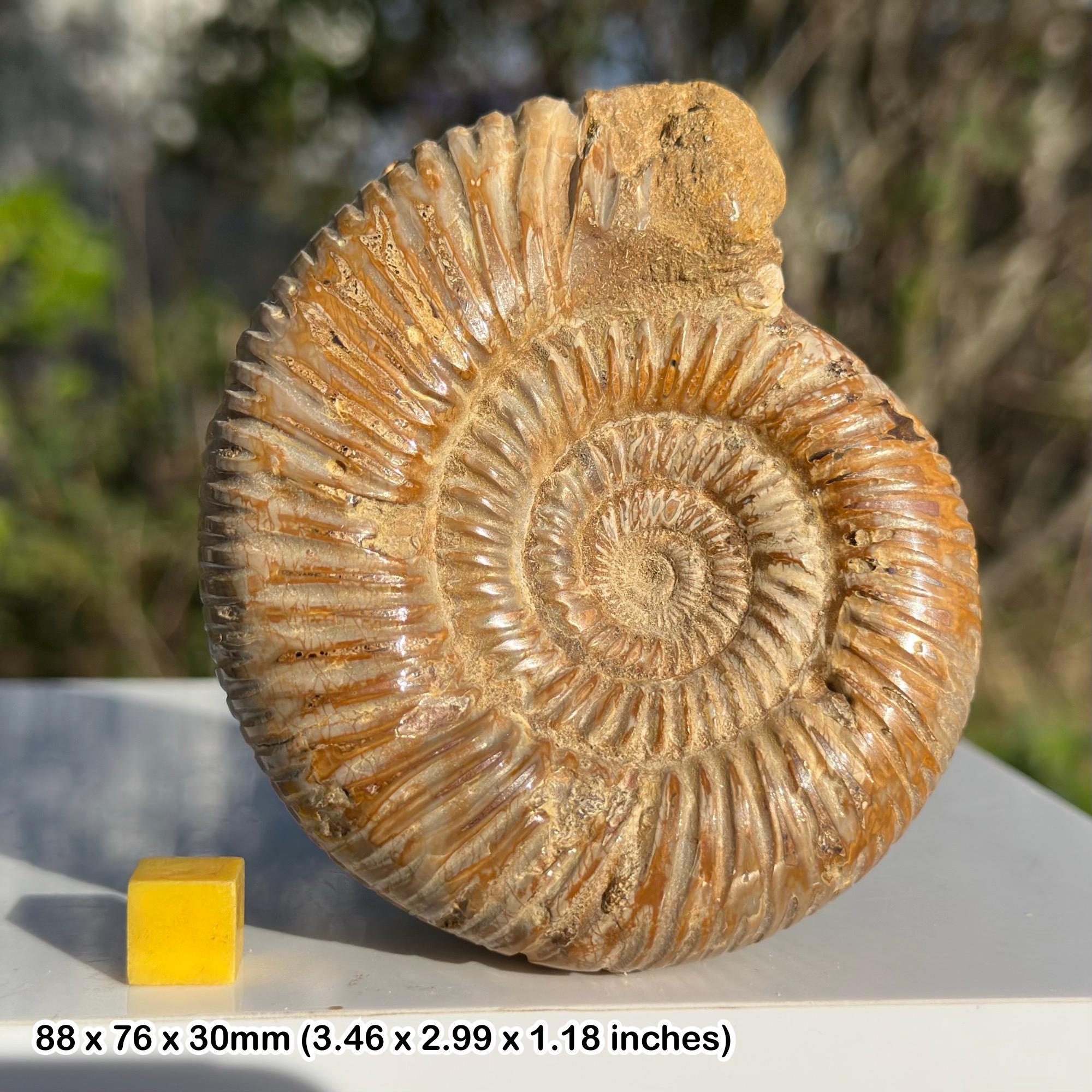 美しい化石アンモナイト、マダガスカルジュラ紀、本物、認定済み