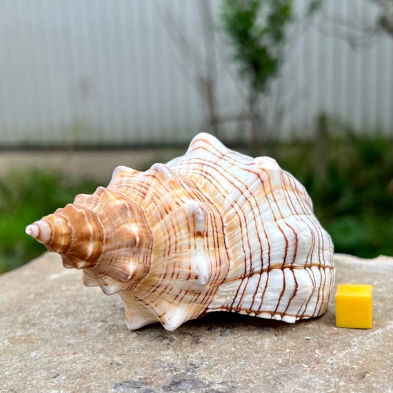 Natural Sea Shells x 10 - Deborah Beads