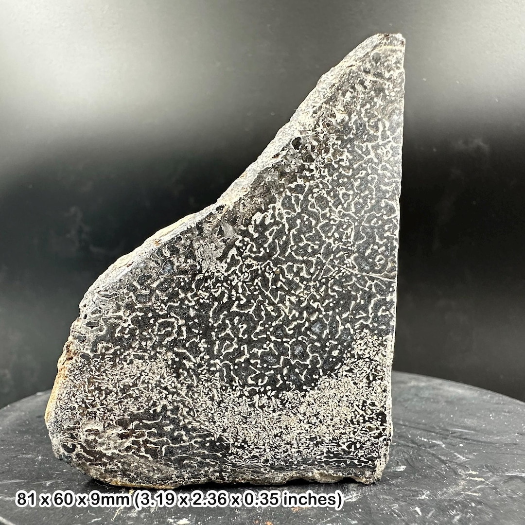 アトラサウルス　歯　化石　恐竜 アトラサウルス恐竜の骨片 – ジュラ紀中期の竜脚類の化石 – モロッコ