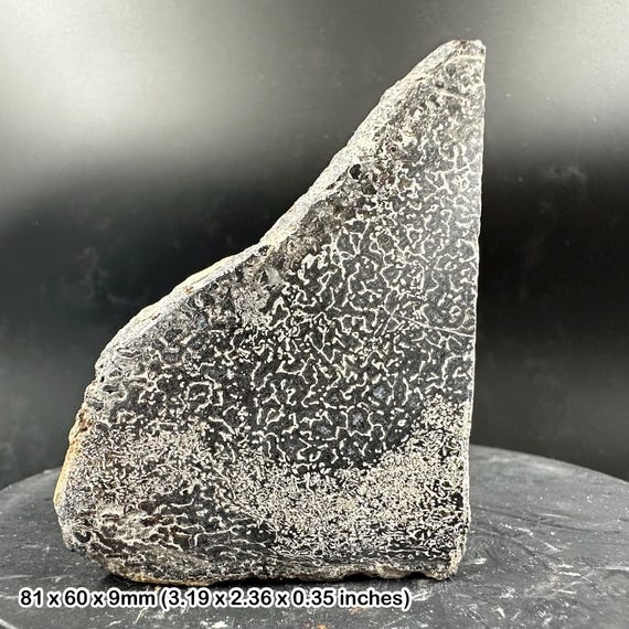 アトラサウルス恐竜の骨片 – ジュラ紀中期の竜脚類の化石 – モロッコ