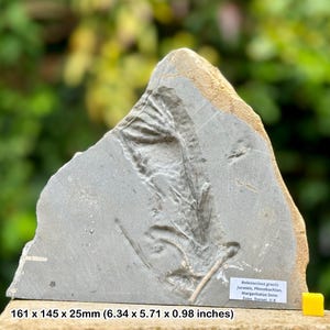 Fossil crinoid head, margaritatus zone, pliensbachian, jurassic: eype, dorset, uk - with certificate of authenticity