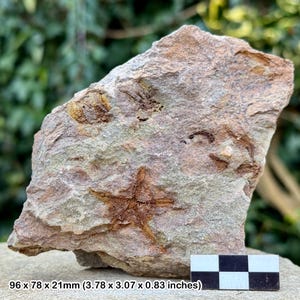 Estrellas frágiles fósiles (ophiura) - valle del Draa, Ordovícico, Marruecos - ejemplar auténtico con coa