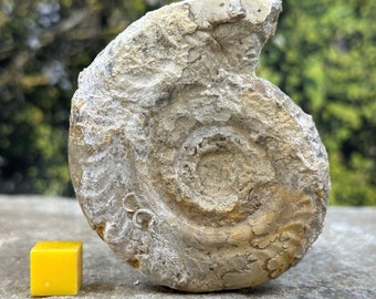 Somerset ammonite fossil - jurassic period, united kingdom