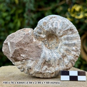 Liparoceras cheltiense ammonite fossil - lower pliensbachian, jurassic, blockley, gloucestershire, uk | 100% genuine specimen + coa