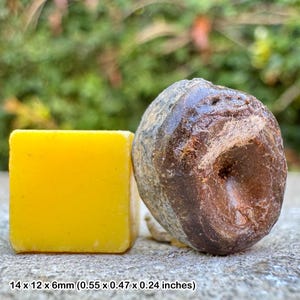 Fossil fish vertebra, london clay, eocene, isle of sheppey, uk - genuine fossil with certificate of authenticity