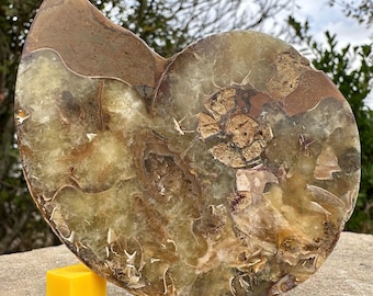 Cleoniceras ammonite fossil half – genuine cretaceous polished fossil from madagascar – colourful chambered shell