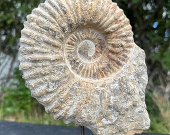 アンモナイト化石 巨大 化石セブン史上最大級！50センチ級！滅多に見ることができない巨大な