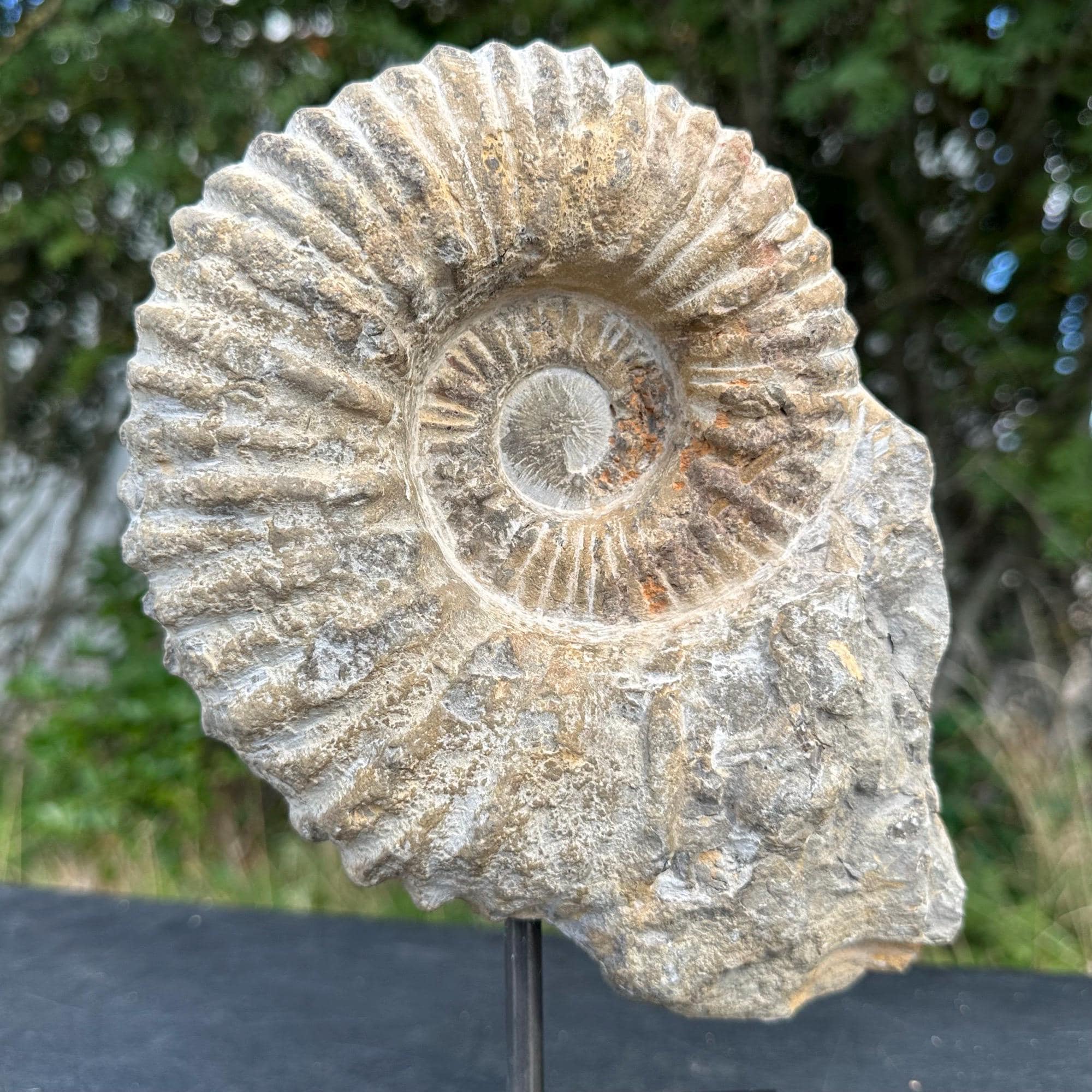 アンモナイト化石 美品 アンモナイト ペリスフィンクテス 化石 本物 80.27mm anp93