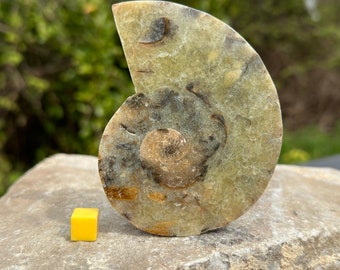 Ammonite fossil half, marine animal, madagascar cretaceous, authentic, certified