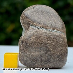 Ichthyosaur jaw section fossil reptile bone jurassic coast lower lias black ven lyme regis