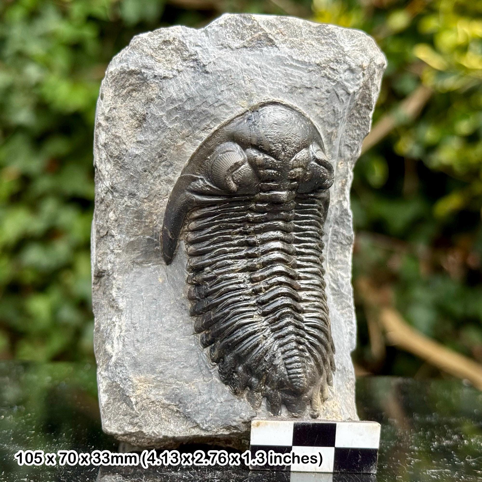 三葉虫モロッコ②Hollardops?ホラドプス三葉虫モロッコ①ホラドプス