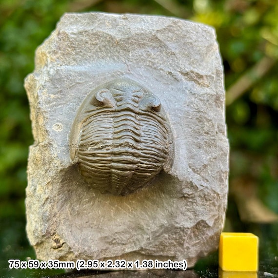 三葉虫モロッコ②Hollardops?ホラドプス三葉虫モロッコ①ホラドプス