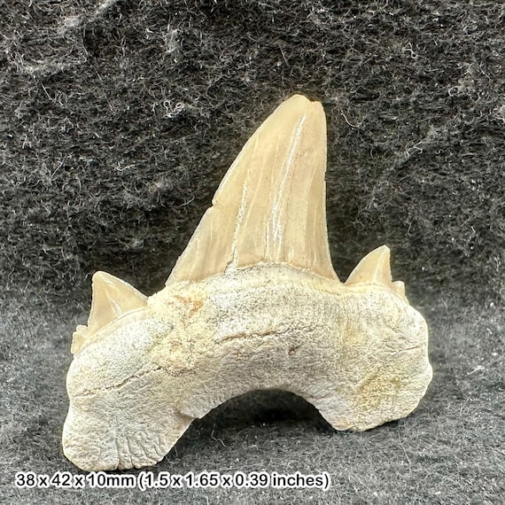 Otodus obliquus 化石サメの歯 – 始新世、モロッコ – 本物の先史時代の