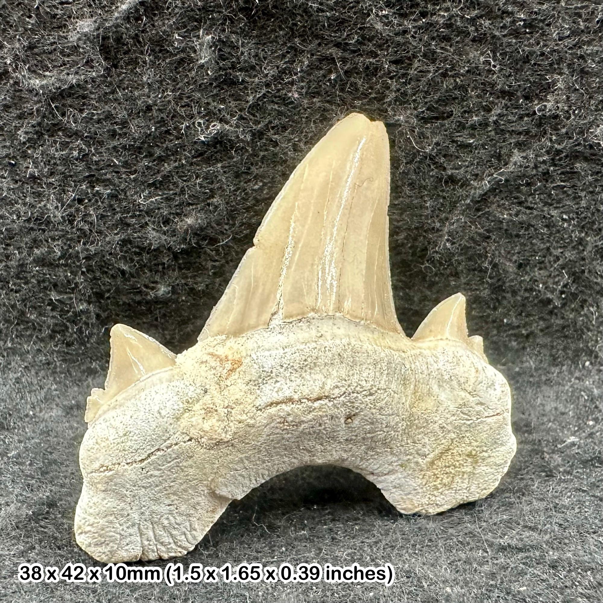 Otodus obliquus 化石サメの歯 – 始新世、モロッコ – 本物の先史時代の