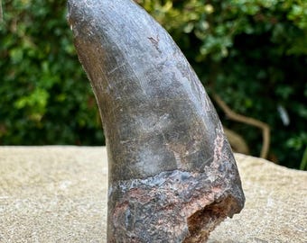 佐賀科学館 | Megalosaurus メガロサウルス 下顎レプリカ | 県立