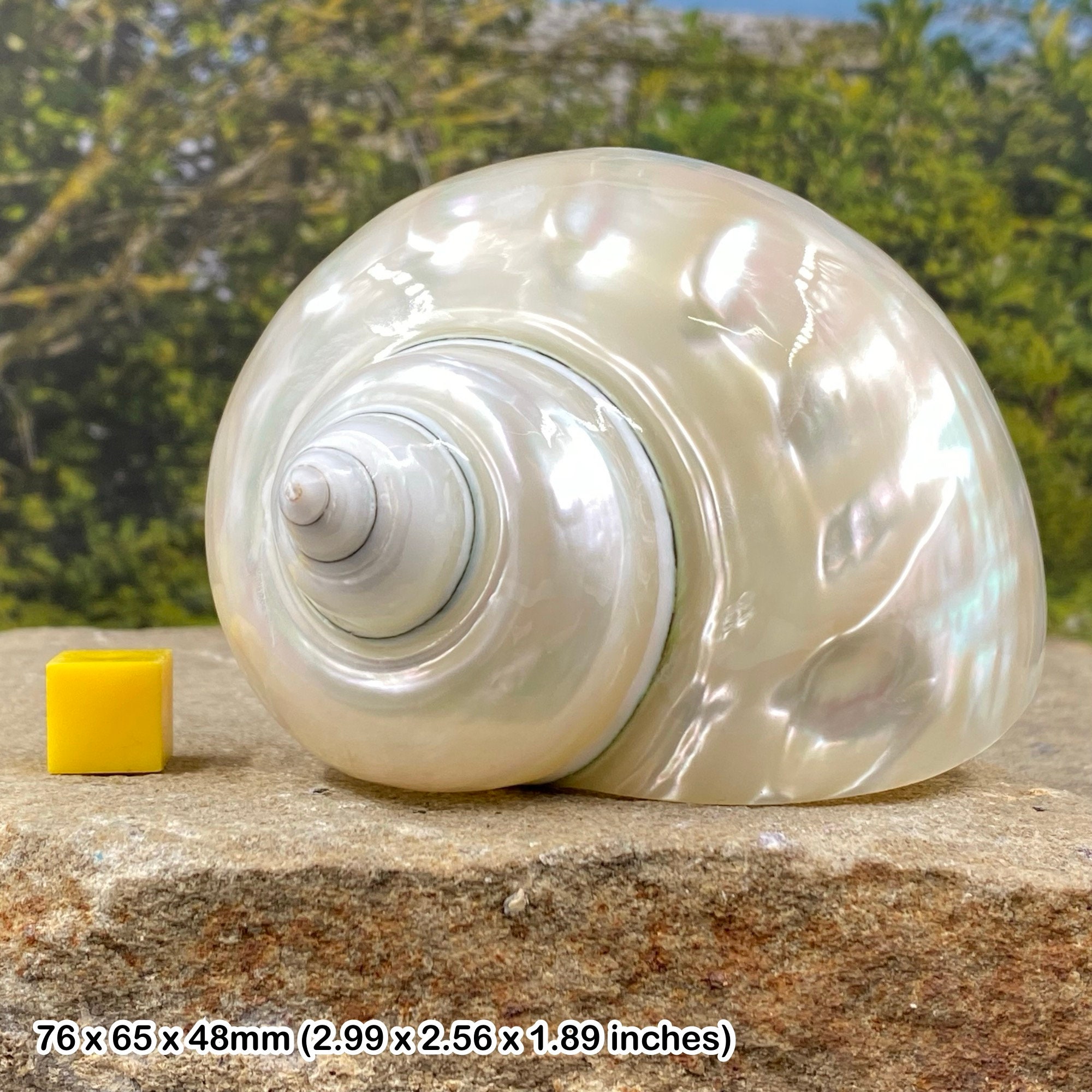 Turbo Stenogyrus Shells-Green Turbo Shells-Shells for  Crafting-Decor-Shells-Sea Shells-Turbo Shells-Wedding-Small Shells-FREE  SHIPPING!