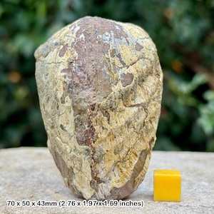 Rare pleuromya uniformis fossil bivalve – middle lias, lower sinemurian, jurassic, uk | authentic specimen
