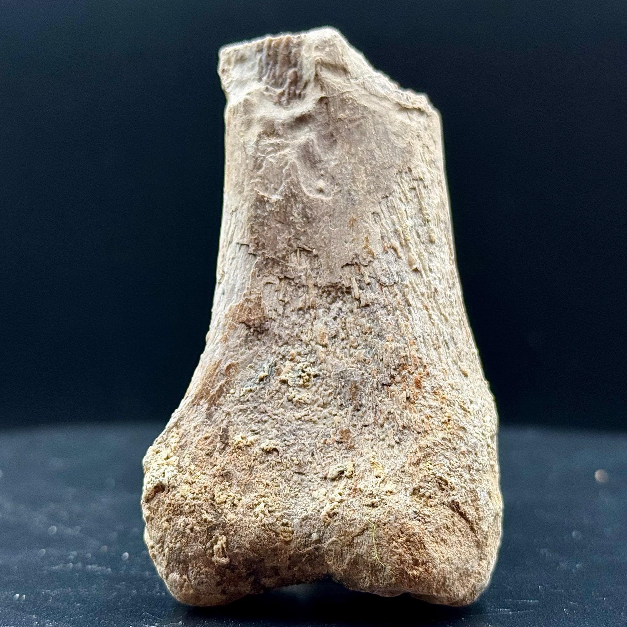 ラパレントサウルス恐竜の四肢骨化石、中期ジュラ紀、マダガスカル
