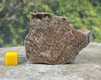 Fossil graptolite - ordovician period, morocco - ancient marine life