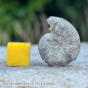 Gold pyrite ammonite fossil, tidmoor point, jurassic coast, keepsake gift, genuine