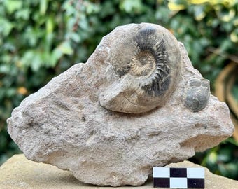 アンモナイト化石スタンド 特注オーク材スタンド 本物の恐竜化石 自然