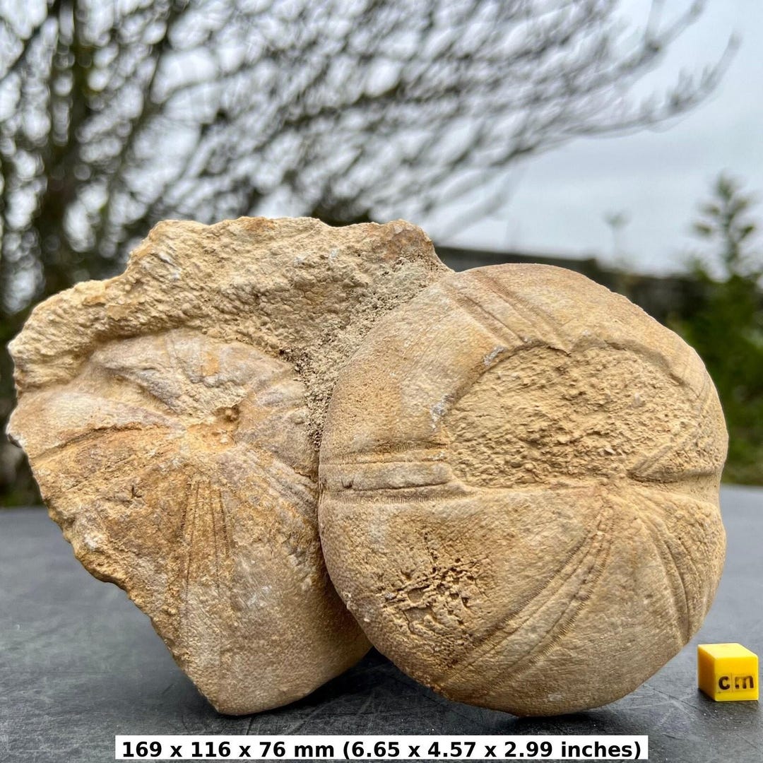 ウニの化石 Clypeaster portentosus その2 ウニの化石 Clypeaster