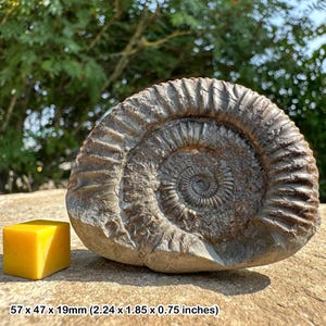 Dactylioceras commune fossil ammonite – jurassic, yorkshire uk – grade b display specimen – authentic ancient sea creature with certificate