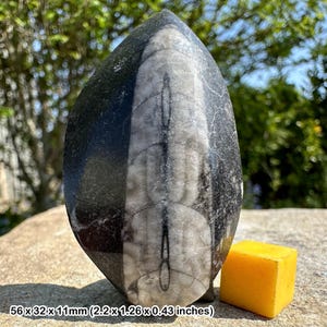 Orthoceras fossil – devonian nautiloid cephalopod – 400 million years old – morocco – genuine fossil with certificate of authenticity