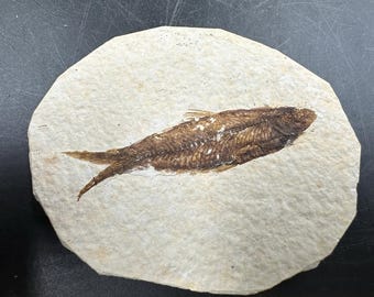 Eocene fossil fish in matrix – genuine prehistoric fish remains from usa – with certificate of authenticity