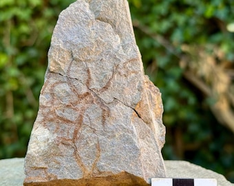 Estrellas frágiles fósiles (ophiura) – Ordovícico, valle del Draa, Marruecos, espécimen de placa de estrella de mar
